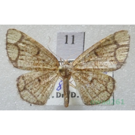 Stegania cararia (Hübner, 1790) Slovakia11